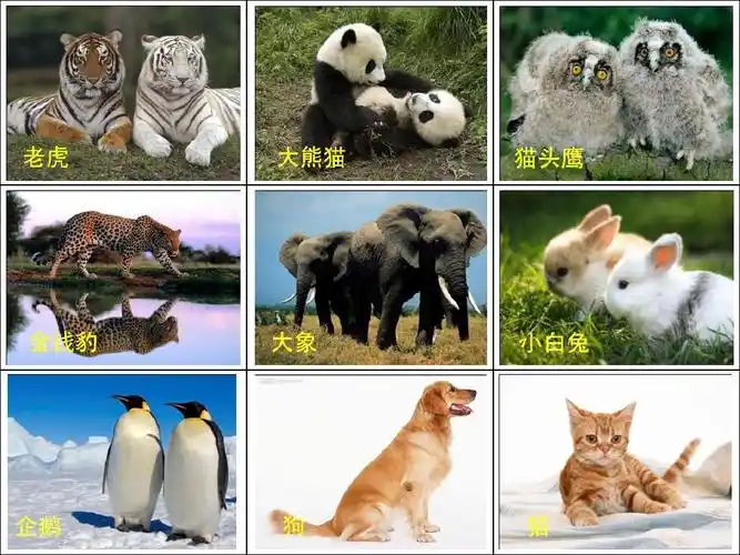 宝宝认识动物ppt