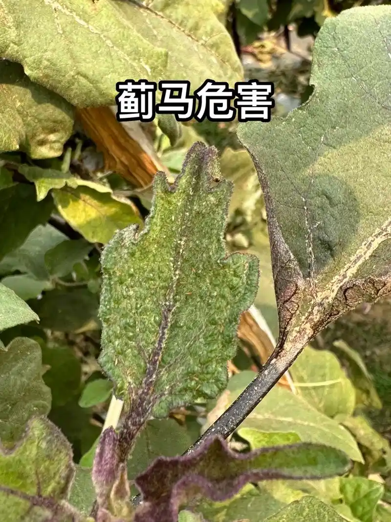 茄子地蓟马危害.注意防范 - 抖音