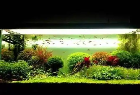 荷兰景开缸及生长过程 荷兰 水草缸 雨林 新浪网 表情广告草缸造景石