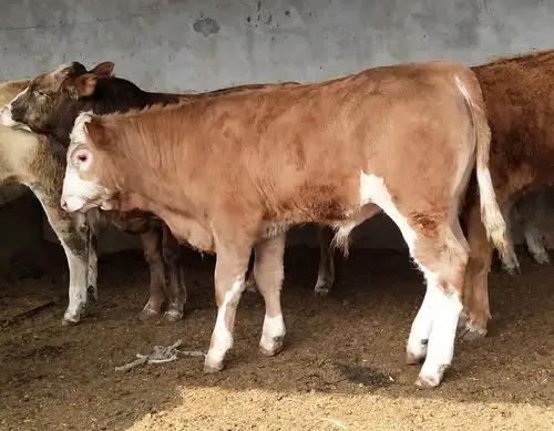 西门塔尔牛 200斤以下 统货