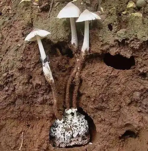 收好这份无毒野生菌图鉴马上开吃-九州醉餐饮网