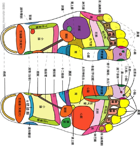 脚底反射区