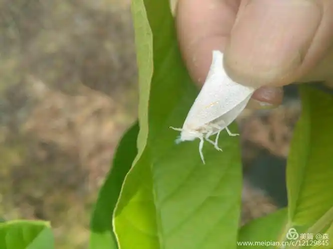 白蛾蜡蝉也会危害番石榴,要懂得防治!