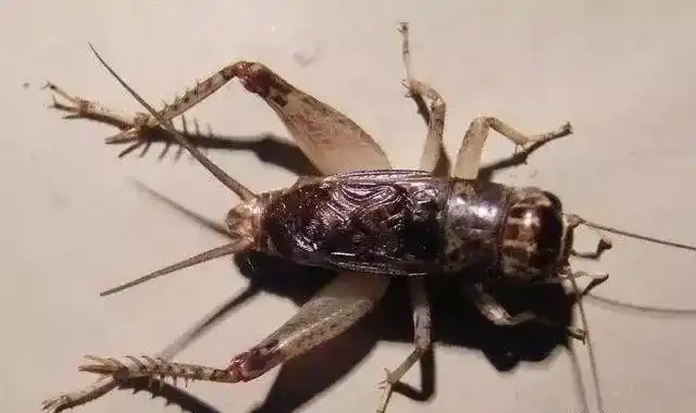 黄麻头型,蜜蜡白青蟋蟀