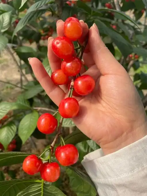 余杭,淳安樱桃采摘攻略收好!|水果|车厘子|水蜜桃_网易订阅