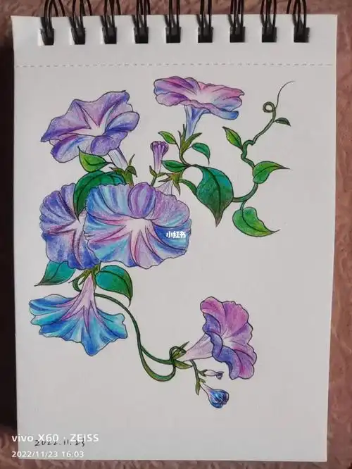 小菜鸡的彩铅临摹牵牛花