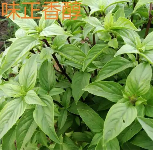 盆栽薄荷绿植食用香草红骨九层塔罗勒艾草迷迭香绿植