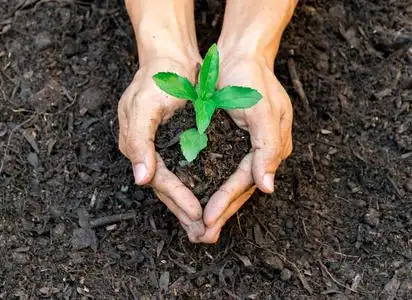 生态学概念手捧植物一棵树树苗在地面世界环境天照片