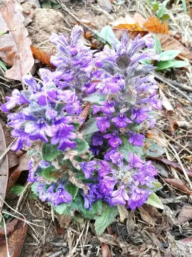 多花筋骨草(耦合色)