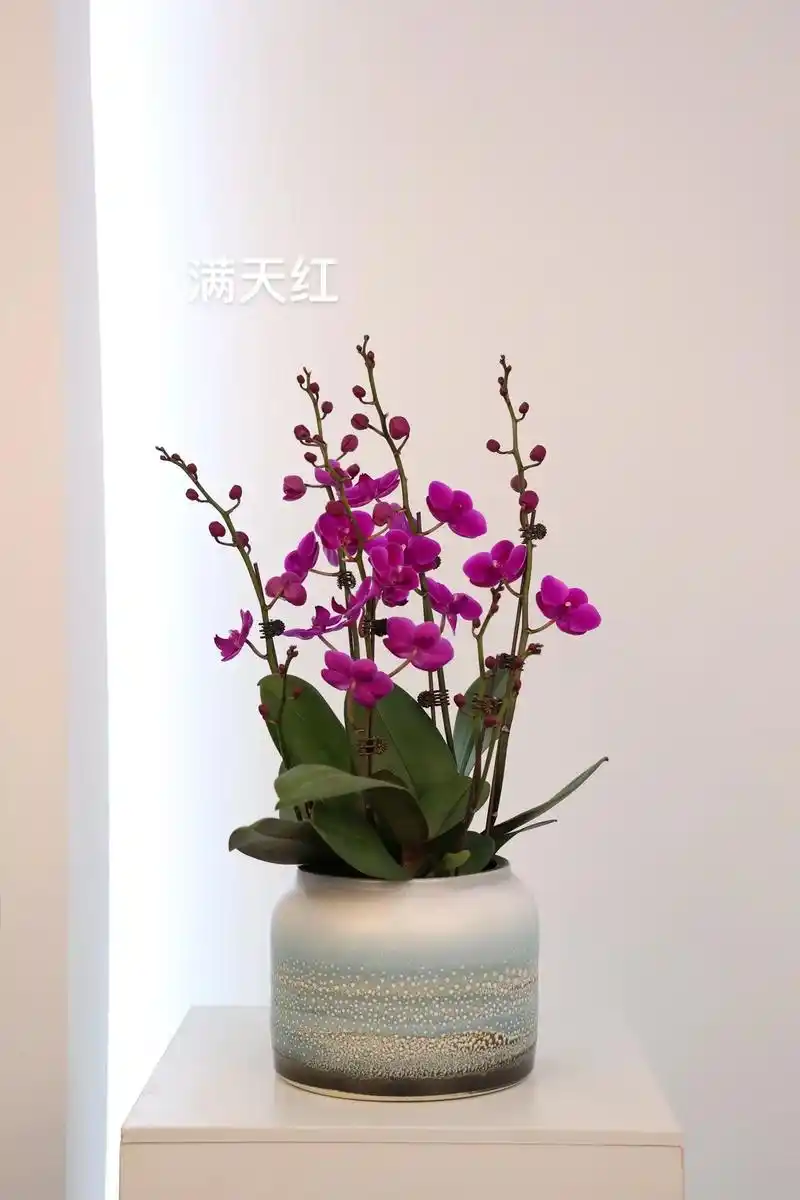 蝴蝶兰满天红.玫红色系的花瓣,颜色饱满,周正,无杂色 蝴蝶兰 - 抖音