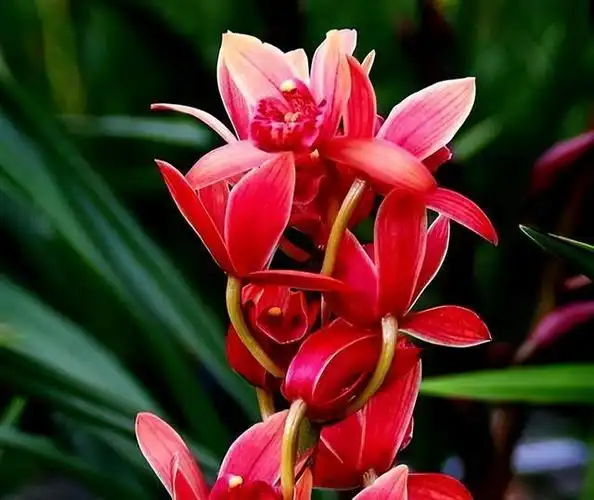 大将军兰花在我们中国人的眼中其实是非常优秀的兰花种类之一,而且