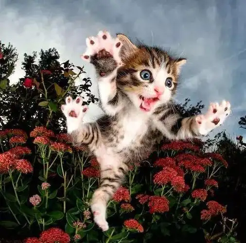 爱笑的动物运气都不会太差|摇摇床|笑容|福相_新浪新闻