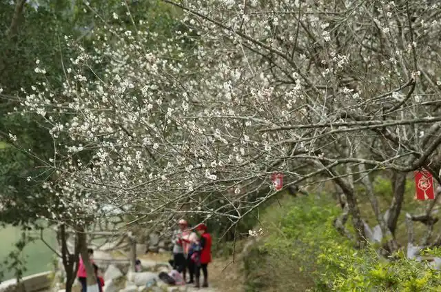 广东天露山梅花节万亩原生态雪白梅花绽放迎游客
