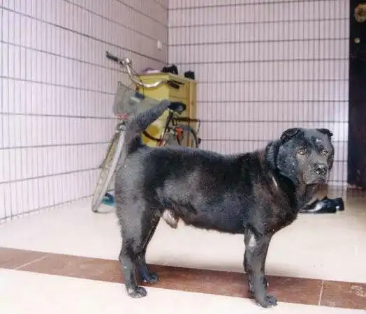 中华犬的广东潮州犬