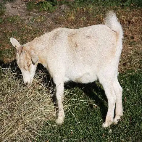 新鲜羊蹄散养山羊蹄生羊蹄子 1500g【图片 价格 品牌 报价】-京东