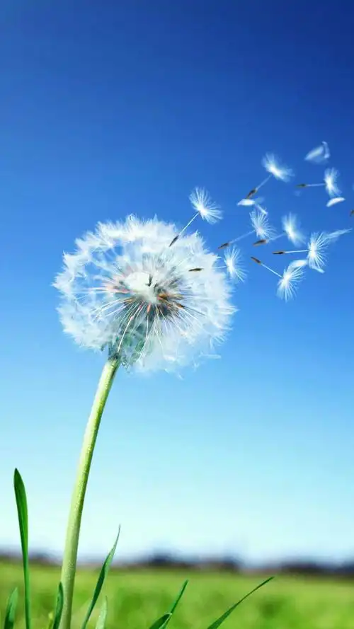 谁有适合做打字皮肤的图片?