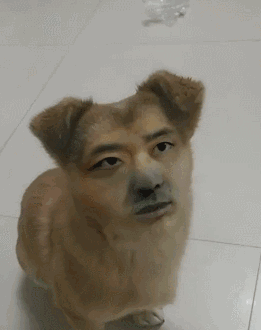 惹女朋友生气的后果脸被ps到狗狗的身体上