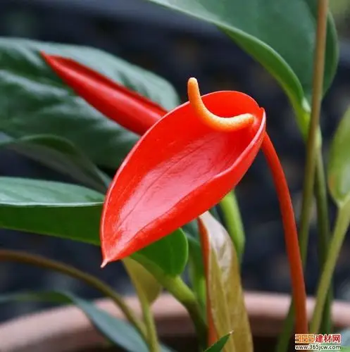 火鹤花怎么养 火鹤花养殖方法