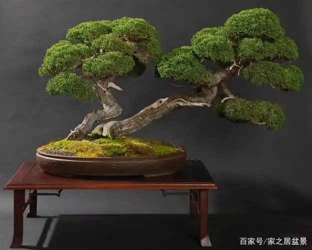 盆景被誉为"无言的诗,立体的画"优秀的盆景作品,能振奋精神