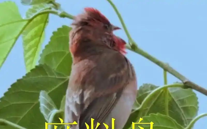 麻料鸟的叫声清脆悦耳,让人陶醉