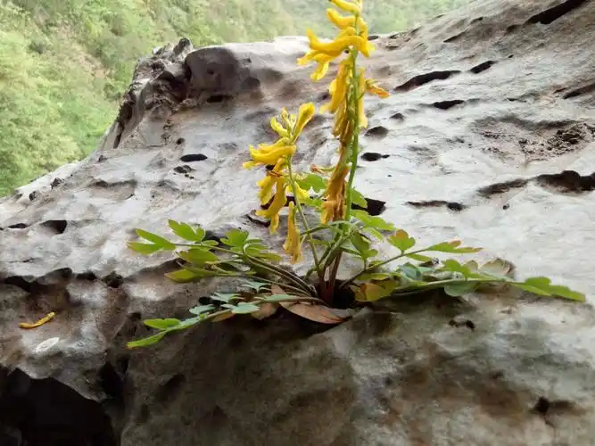 黄连 纯野生岩黄莲