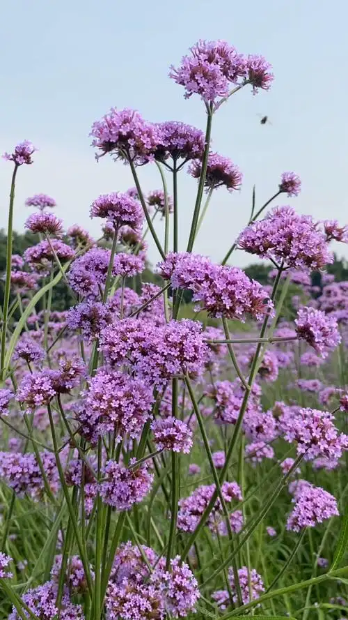 马鞭草花语:正义,期待,天真无邪.