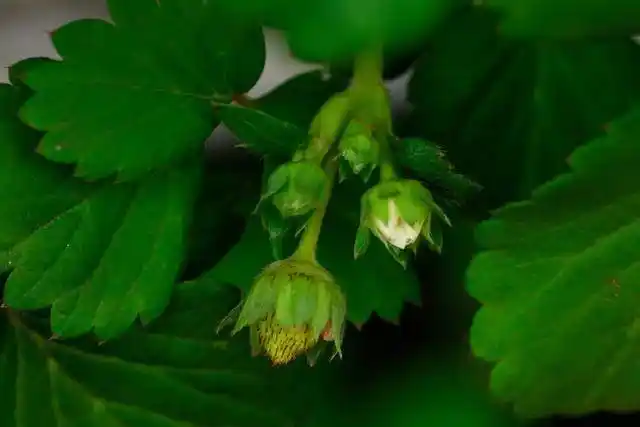 在家养真能实现草莓自由?