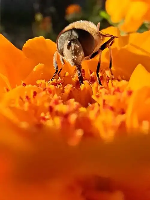手机摄影(自称的)
