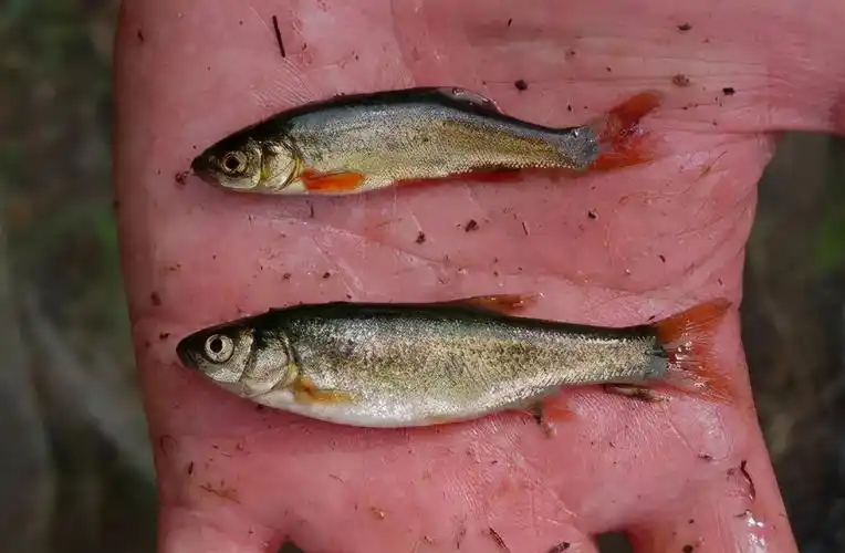 冷水细鳞鱼的现状