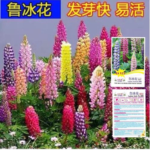 鲁冰花种子四季种易活花籽四季开花羽扁豆种子多年生宿根庭院室外