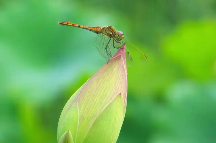 秋荷- 蜻蜓