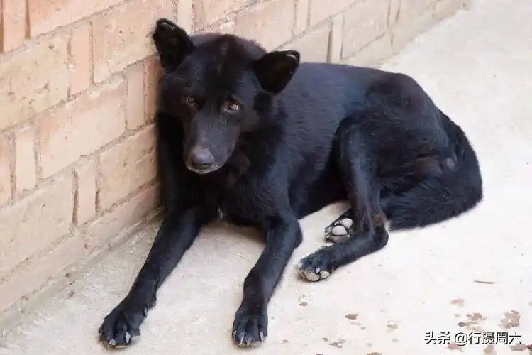 黑熊狗长什么样(黑熊犬的特征和成长图片大全)