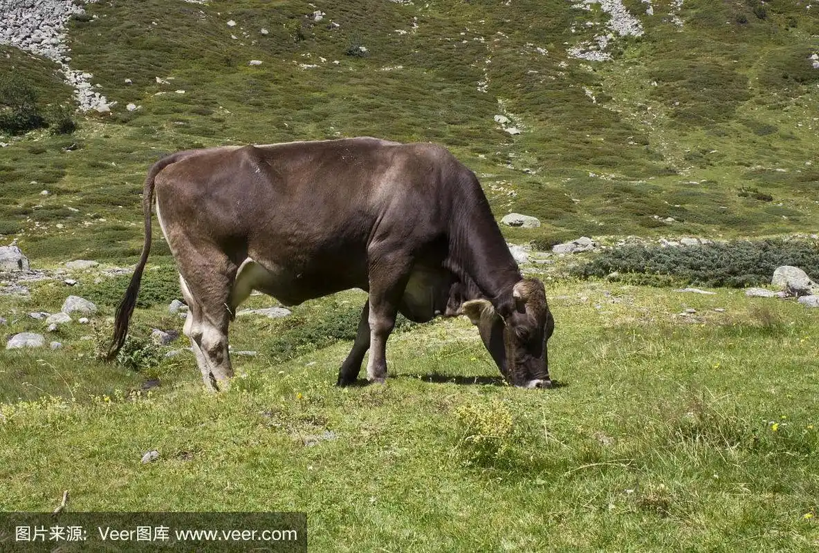 棕色的牛在草地上反刍
