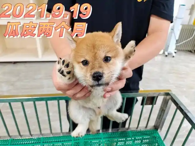 柴犬瓜皮の成长日记