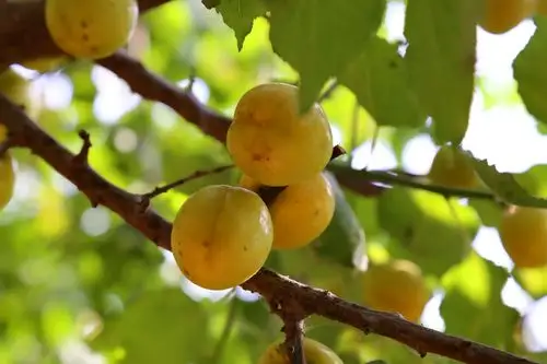 杏梅新品种——金光(副本)