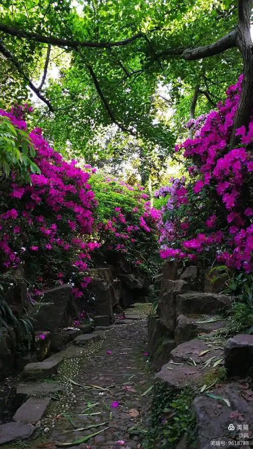 无锡中华杜鹃园