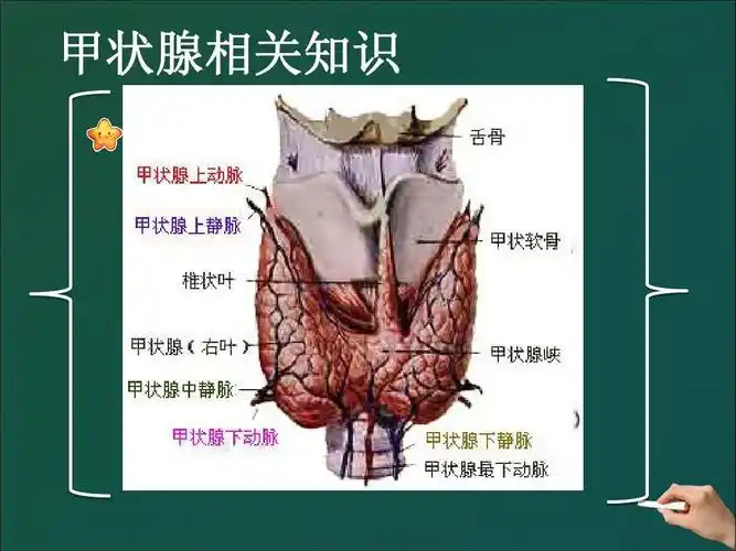 甲状腺相关知识 甲状腺解剖
