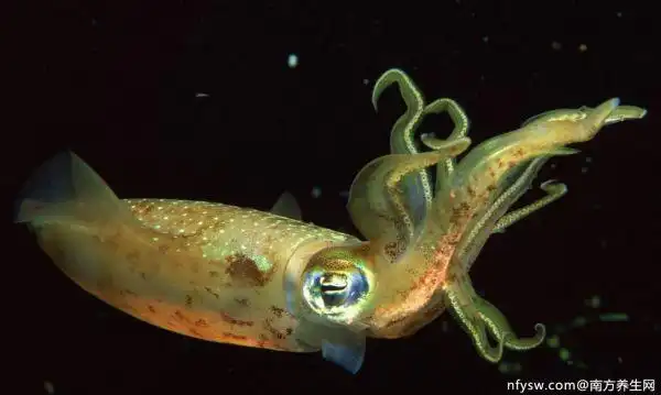 乌贼跟墨鱼有什么区别