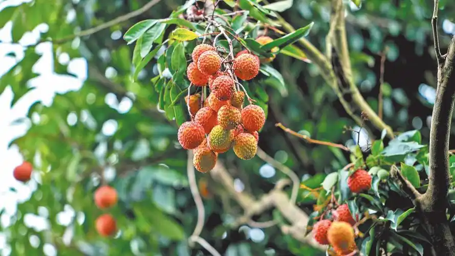 好消息黄田荔枝上市啦