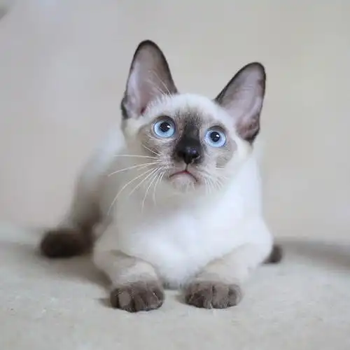 一只暹罗猫多少钱一只小猫(暹罗猫怎么看纯洁)