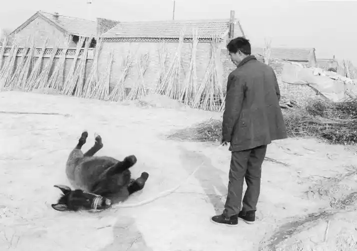 小骡驹生来爱打滚(图)