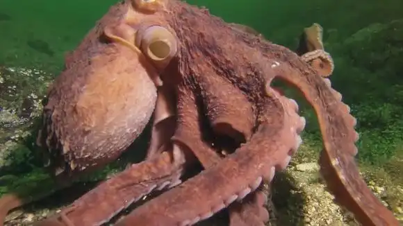 罕见画面:巨型章鱼捕食鲨鱼过程,让人大开眼界,镜头拍下全程-动物视频