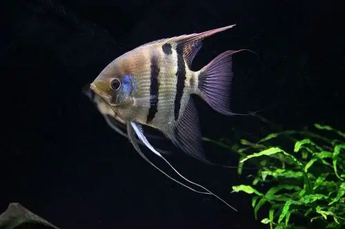 四长吻神仙泪滴神仙