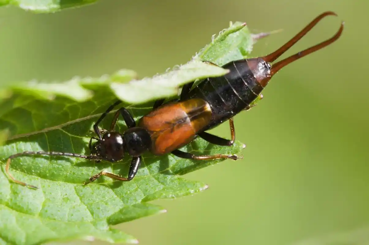 蠼螋,别名夹板虫,戏称夹鳖虫
