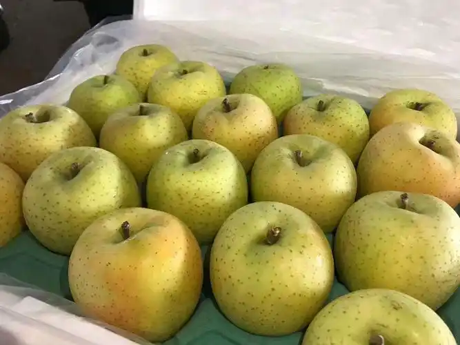 日本青森王林苹果原装进口青苹果雀斑美人6个装脆甜细腻多汁顺丰