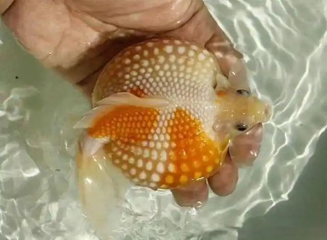 珍珠鱼幼苗怎么养?珍珠鱼好养吗