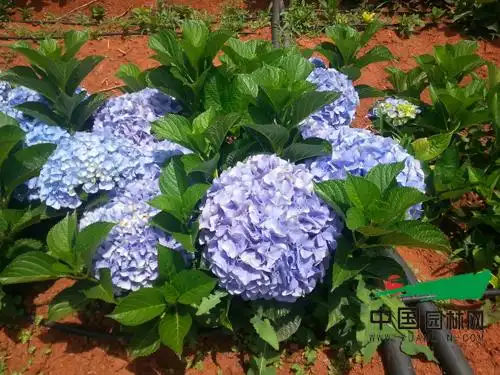 昆明杨月季生产基地种植的绣球切花花大色艳