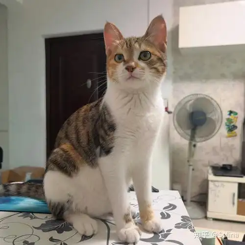 三花狸花猫有多美 - 知乎