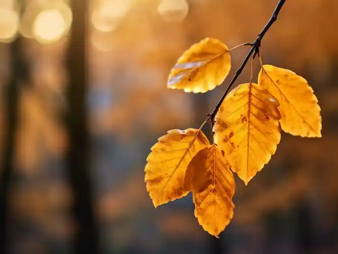 立秋秋天树枝上的树叶枫叶特写风景