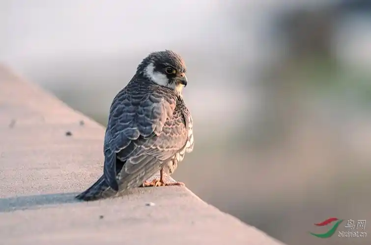 红脚隼幼鸟